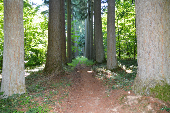 La ligne aux Sapins