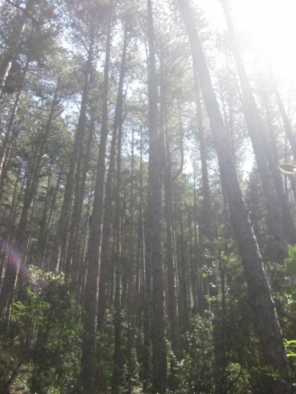 la magnifique forêt de pins