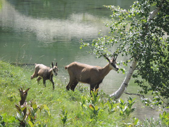 La maman chamois et son petit