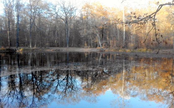 La mare aux canes