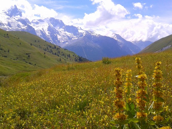 La Meije derrière prairies