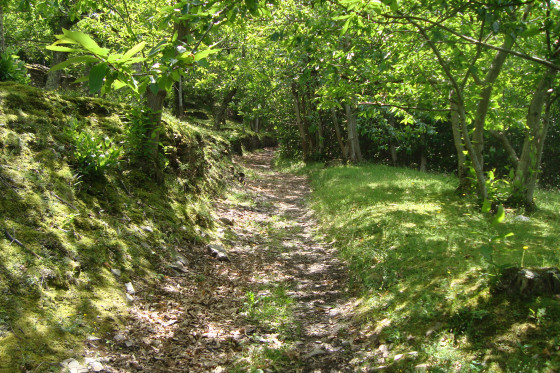 La montagne Noire est verte....