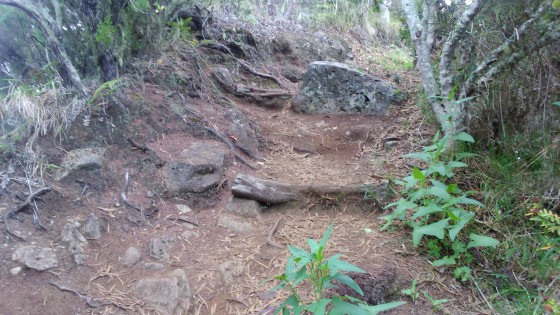 La montée au Piton du Petit Mapou