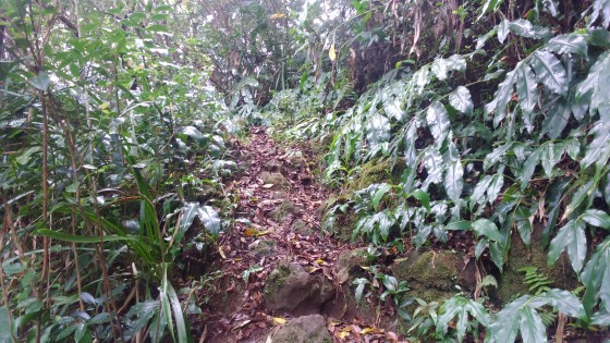 La montée vers la Plaine du Bois de Nèfles