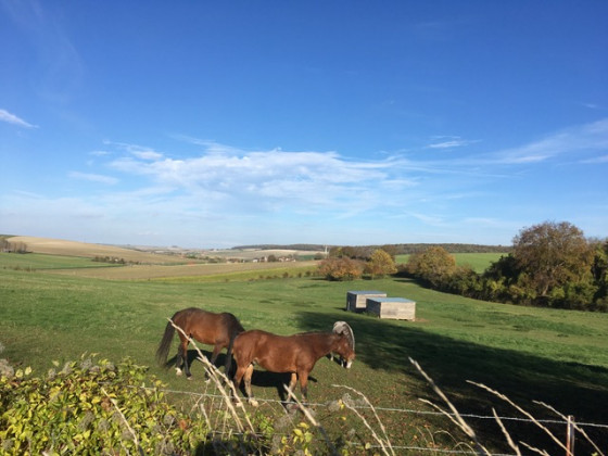 La patûre aux chevaux