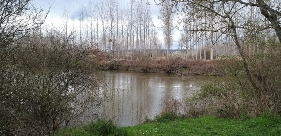 La peupleraie