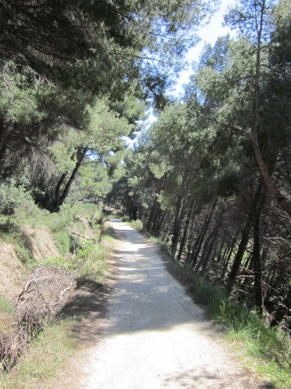 La pinède