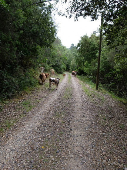 La piste et des randonneuses