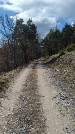 La piste forestière