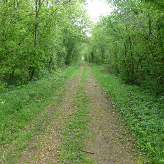 La piste