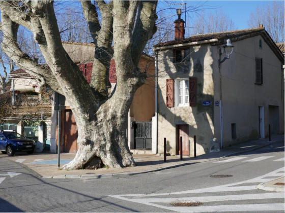 La place aux platanes