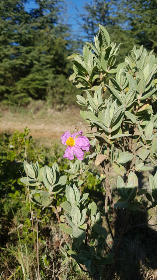 La première fleur de ciste du premier jour de l'année 2022