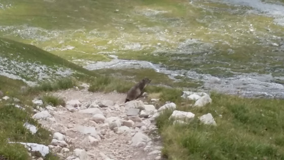 La première marmotte