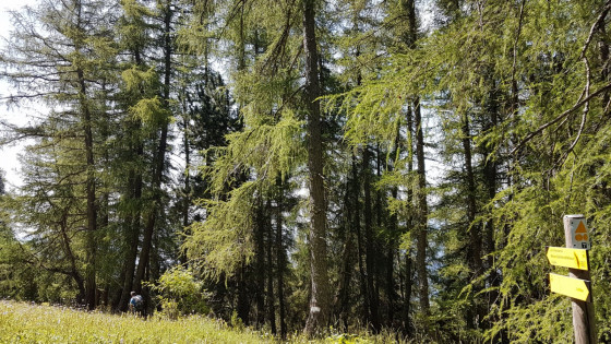 La redéscente dans la forêt