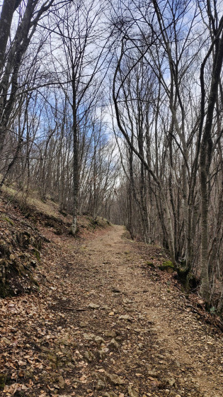 La remontée au col de Vence .