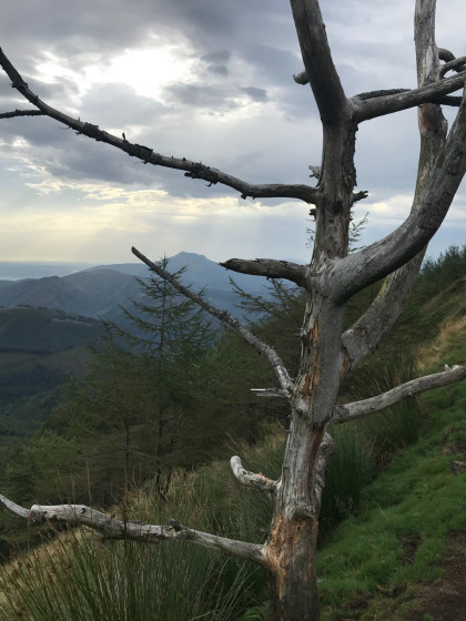 La Rhune &agrave; travers un arbre fantomatique