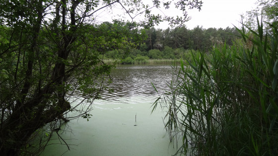 La rive sauvage de l'étang de la Vallée