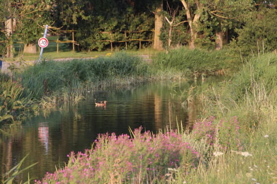 La rivière d'Oye