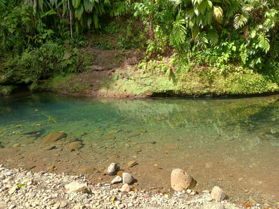 la rivière moustique