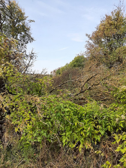 La Roche Trouée couverte de végétation