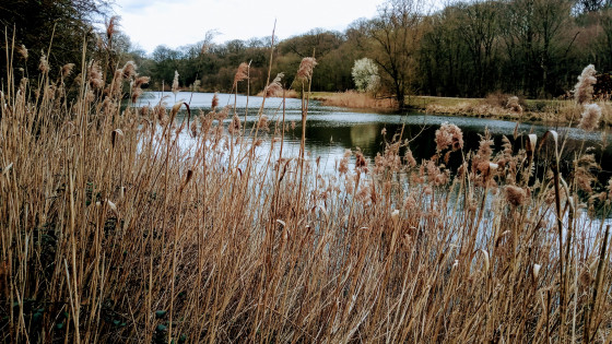 La roseli&egrave;re