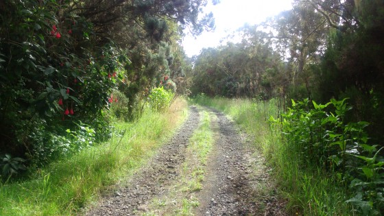 La Route Forestière 58 de la Scierie et des Hauts des Makes