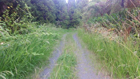 La Route Forestière 60 des Goyaves