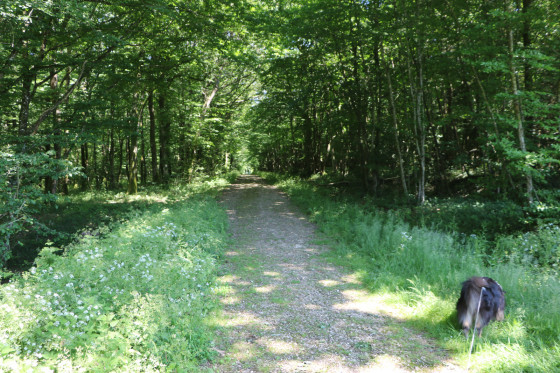 La Route Forestière de la Grande Ligne