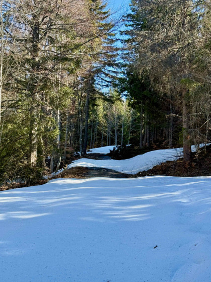 La route forestière des Croisettes