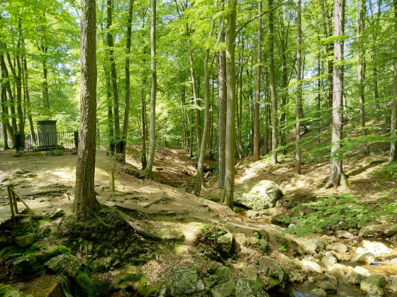 La sauvenière