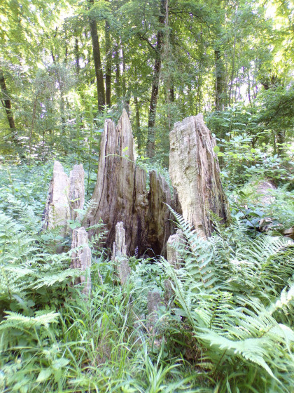 La souche du Quesne à Leu