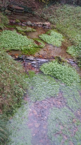 La source