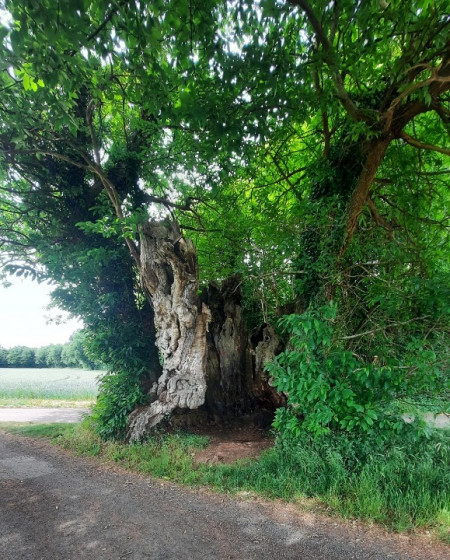 La Talle à Teurtous