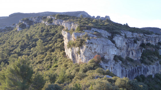 La tête de Chien
