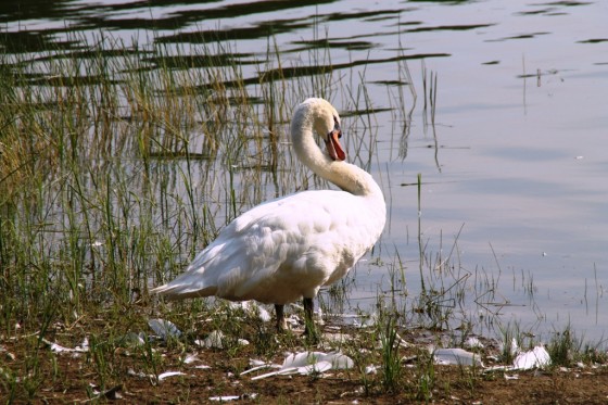 La toilette du cygne avant sa parade