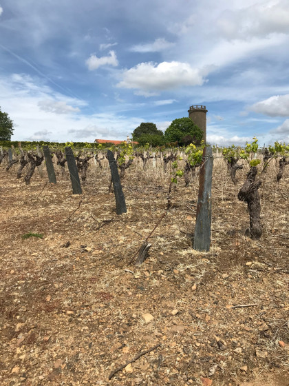 La tour dans les vignes