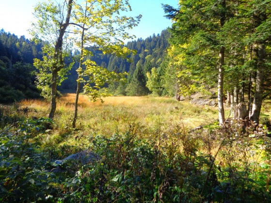 La tourbière de Gaschneyried