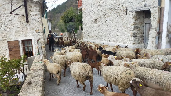 La transumance