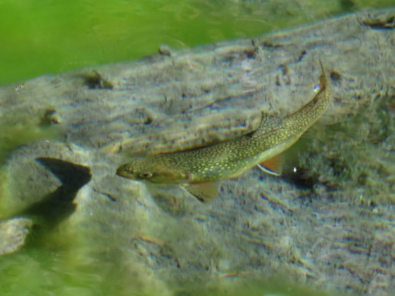 La truite du Lac Vert
