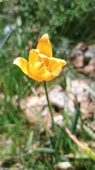 La tulipe des bois