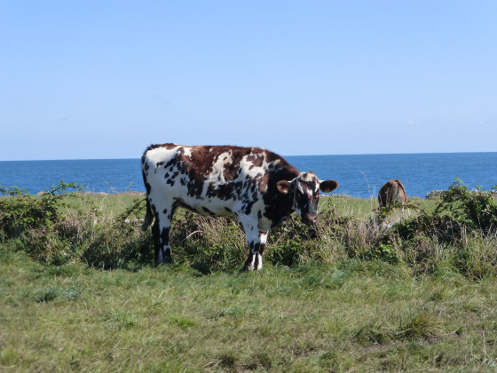La vache et la mer