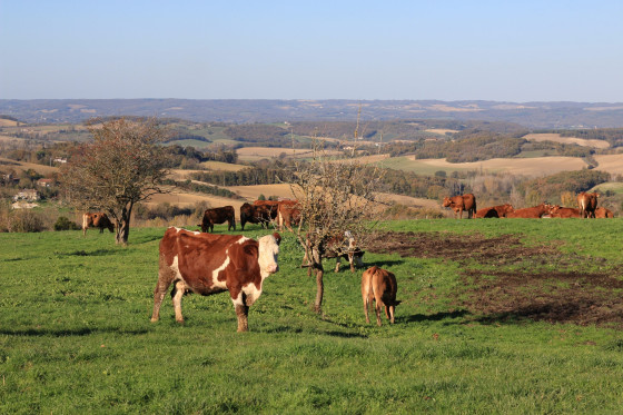 Vaches