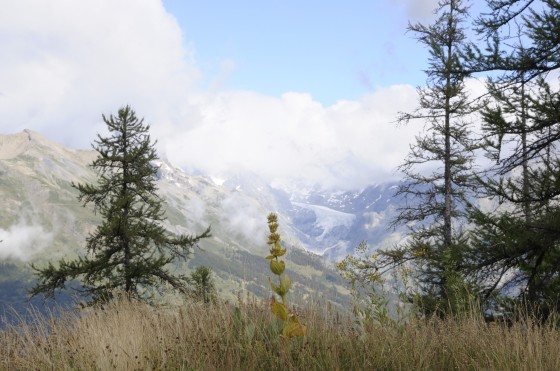 La vallée d'Ailefroide et le glacier Blanc