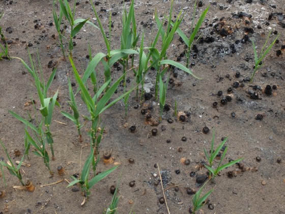 La végétation reprend après l\'incendie de 2017