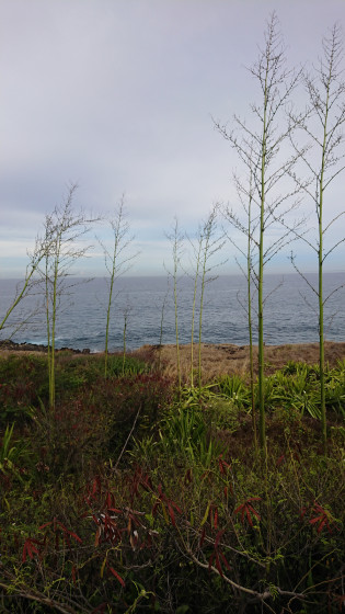 La végétation
