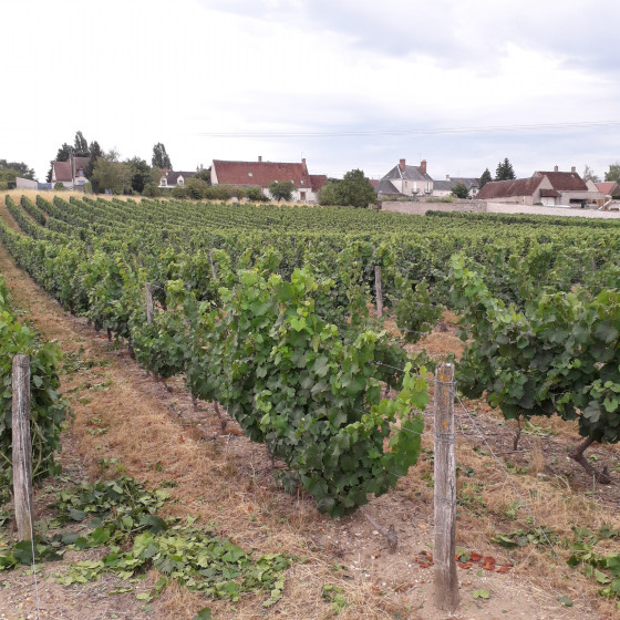 La vigne entoure le bourg de Saint-Claude-de-Diray
