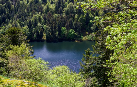Lac d\'Altenweiller