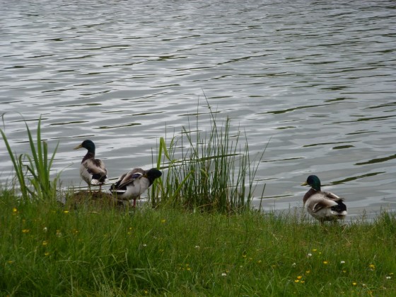 Lac de l'Uby et sa faune