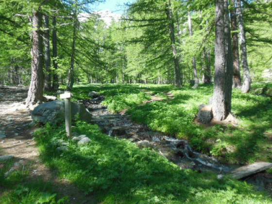 For&ecirc;t de m&eacute;l&egrave;zes