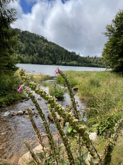Lac de la lande